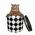 Cat gets out of the box Royalty Free Stock Photo