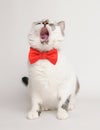 Cat in red bow tie yawns Royalty Free Stock Photo