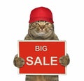 Cat in a red cap holds a sign
