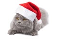 Cat in red cap isolated Royalty Free Stock Photo