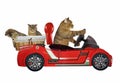 Cat in a red car 3 Royalty Free Stock Photo