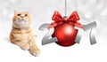 Cat and red christmas ball with red satin ribbon bow Royalty Free Stock Photo