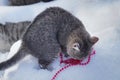 Cat with red christmas beads on snow background Royalty Free Stock Photo