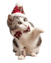 Cat in a red Christmas hat and bow tie. Isolated on white background Royalty Free Stock Photo