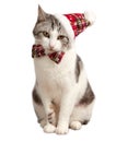 Cat in a red Christmas hat and bow tie. Isolated on white background Royalty Free Stock Photo