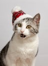 Cat in a red Christmas hat on a white background Royalty Free Stock Photo