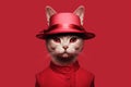 a cat in a red dress hat, being fashioned Royalty Free Stock Photo