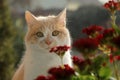 Cat with red flowers in the window