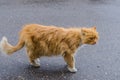 A cat with a red fur walking along the street