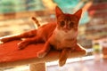 Cat / Red-headed cat Royalty Free Stock Photo