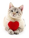 Cat with red heart. Royalty Free Stock Photo