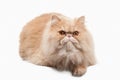 Cat. Red persian cat on white background Royalty Free Stock Photo