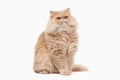 Cat. Red persian cat on white background Royalty Free Stock Photo