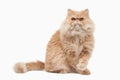 Cat. Red persian cat on white background Royalty Free Stock Photo