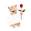 Cat with red rose and banner isolated
