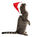 Cat with a red santa cap Royalty Free Stock Photo