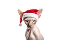 Cat in red Santa Claus hats isolated on a white background. Portrait of Sphynx breed cat in santa claus hat. Banner with Royalty Free Stock Photo