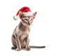 Cat in red Santa Claus hats isolated on a white background. Sphynx breed cat in santa claus hat. Banner with copy cpace Royalty Free Stock Photo
