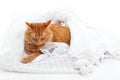 Cat red sleeping in bride marriage white dress Royalty Free Stock Photo