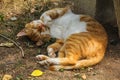 Ginger cat, yard, homeless sleeping in the summer
