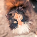 The cat is reddish-black Royalty Free Stock Photo