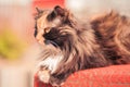 The cat is reddish-black Royalty Free Stock Photo