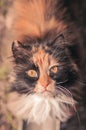 The cat is reddish-black Royalty Free Stock Photo