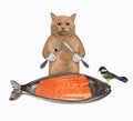 Cat reddish eats salmon from fish shaped plate Royalty Free Stock Photo