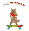 Cat reddish standing on skateboard