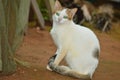 Cat with reflecting eyes