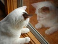 Cat reflection Royalty Free Stock Photo