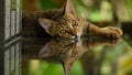 Cat reflection cute beauty animal pet Royalty Free Stock Photo