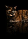 Cat Reflection Royalty Free Stock Photo