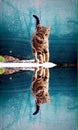 Cat reflection Royalty Free Stock Photo