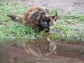 Cat Reflection Royalty Free Stock Photo