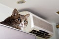 Cat on the refrigerator. Royalty Free Stock Photo