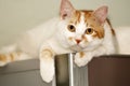 Cat on the refrigerator. Royalty Free Stock Photo