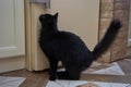 a cat and a refrigerator, a black cat is waiting to eat in the kitchen Royalty Free Stock Photo