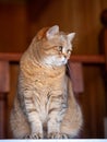 Cat on the refrigerator, the cat looks down from the evening