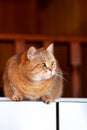 Cat on the refrigerator, the cat looks down from the evening