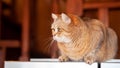 Cat on the refrigerator, the cat looks down from the evening