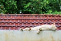 cat relax on concrete wall ralaxing roof garden background Royalty Free Stock Photo