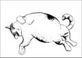 Cat relax drawing - black and white Royalty Free Stock Photo