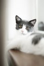Cat grey relax fluffy pet domestic sleeppy gorjeous beautiful clean Royalty Free Stock Photo