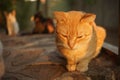 Cat relax on the stone floor outdoor Royalty Free Stock Photo