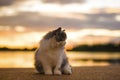 Cat relax Royalty Free Stock Photo