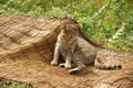 Cat relaxed on straw woven hand-made blanket