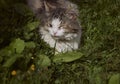 The cat relaxes and sleeps on the grass. Royalty Free Stock Photo