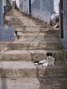 A cat relaxes on steep, narrow, concrete steps on the Travessa da Ribeira de JoÃÂ£o Gomes in Funchal, Madeira Royalty Free Stock Photo