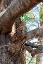 Cat relaxes on tree branch